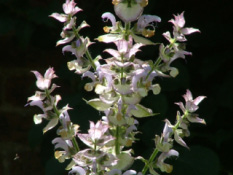 Salvia sclareaScharlei bestellen